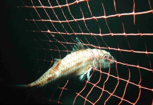 salmoneteenred_r.jpg salmoneteenred_r.jpg