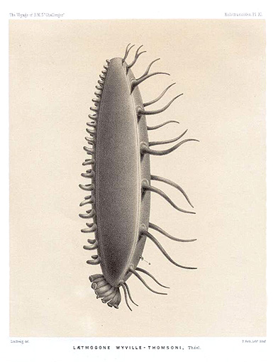 holo.laetmogone.jpg holo.laetmogone.jpg