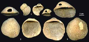 neandertal-conchas-perforadas.jpg neandertal-conchas-perforadas.jpg