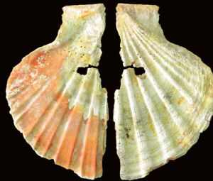 neandertal-concha-pintada-2.jpg neandertal-concha-pintada-2.jpg