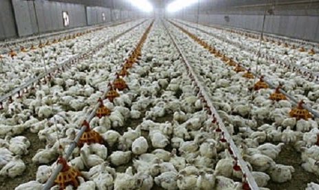 granjas_industriales.jpg granjas_industriales.jpg