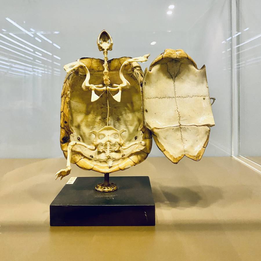 img_8013-1-2048x2048.jpg img_8013-1-2048x2048.jpg