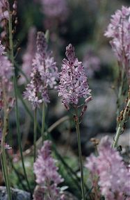 scillaobtusifolia_isla_del_ciervo.jpg scillaobtusifolia_isla_del_ciervo.jpg