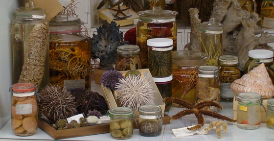 invertebrate_collections.jpg invertebrate_collections.jpg