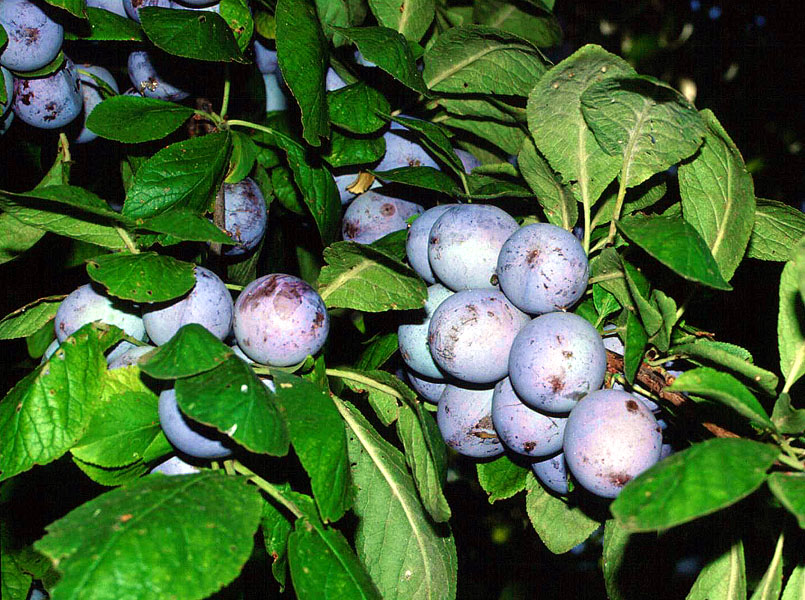 yetas-1-a.jpg yetas-1-a.jpg