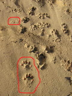 huellas_nutria_y_gato-falmansa.jpg huellas_nutria_y_gato-falmansa.jpg
