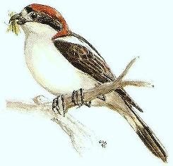 000_lanius_senator.jpg 000_lanius_senator.jpg