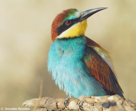 abejaruco_cgrevelles.jpg abejaruco_cgrevelles.jpg