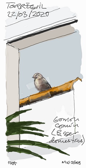 gorrion_2_2_.jpg gorrion_2_2_.jpg