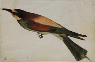 abejaruco_pisanello.jpg abejaruco_pisanello.jpg