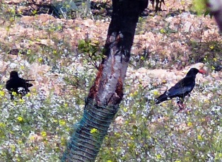 lamurta_070314_chovapiquirroja.jpg lamurta_070314_chovapiquirroja.jpg