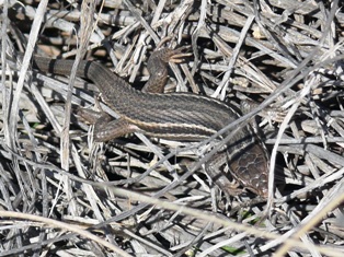 lamurta_070314_lagartija_colilarga.jpg lamurta_070314_lagartija_colilarga.jpg