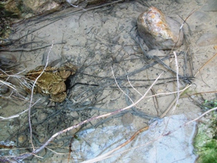 000bn_bufo_bufo_dscf6292.jpg 000bn_bufo_bufo_dscf6292.jpg