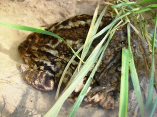 000bn_bufo_bufo.jpg 000bn_bufo_bufo.jpg