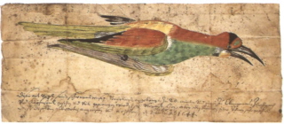 pergamino_abejaruco-web.jpg pergamino_abejaruco-web.jpg