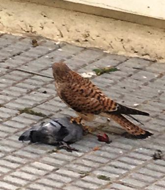 cernicalo_cazando_paloma_aguardiola.jpg cernicalo_cazando_paloma_aguardiola.jpg
