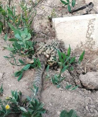 bufo_calamita_chuecos3.jpg bufo_calamita_chuecos3.jpg