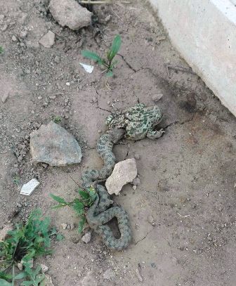 bufo_calamita_chuecos1.jpg bufo_calamita_chuecos1.jpg