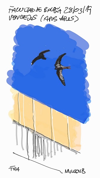 vencejos_280319_70_50.jpg vencejos_280319_70_50.jpg