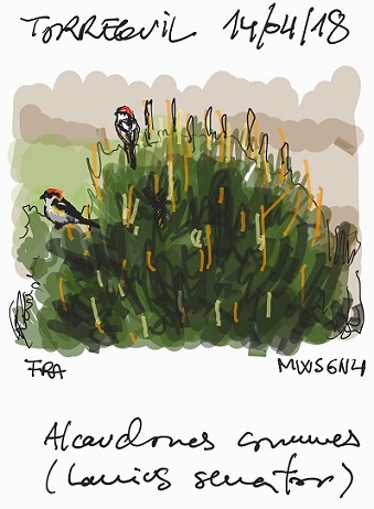 alcaudoncomun140418_70_35.jpg alcaudoncomun140418_70_35.jpg