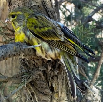 img_20161115_114439_serinus_serinus.jpg img_20161115_114439_serinus_serinus.jpg