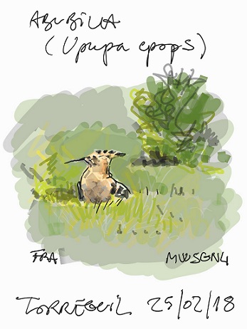 abubilla_250218_70_30.jpg abubilla_250218_70_30.jpg