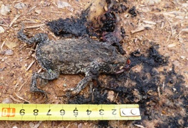 wwwbufocalamitaparquenorte_recortada.jpg wwwbufocalamitaparquenorte_recortada.jpg