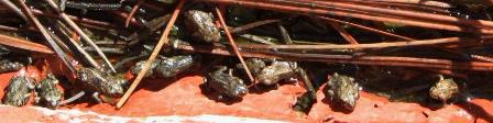 bufo_calamita_estanque_torreguil_15-11-14-2r.jpg bufo_calamita_estanque_torreguil_15-11-14-2r.jpg