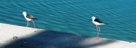 wwwhimantopus.jpg wwwhimantopus.jpg