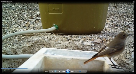 colirrojotizon_fototrampeadochuecos.jpg colirrojotizon_fototrampeadochuecos.jpg