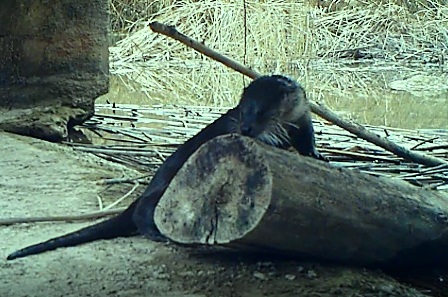 nutria_ripisilva_web-p.jpg nutria_ripisilva_web-p.jpg