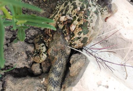 bufo_calamita_chuecos2.jpg bufo_calamita_chuecos2.jpg