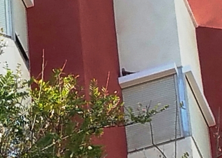 cernicalos_urbanos_20170403_175643-1.jpg cernicalos_urbanos_20170403_175643-1.jpg