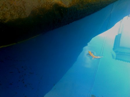 000_blog_hemidactylus2.jpg 000_blog_hemidactylus2.jpg