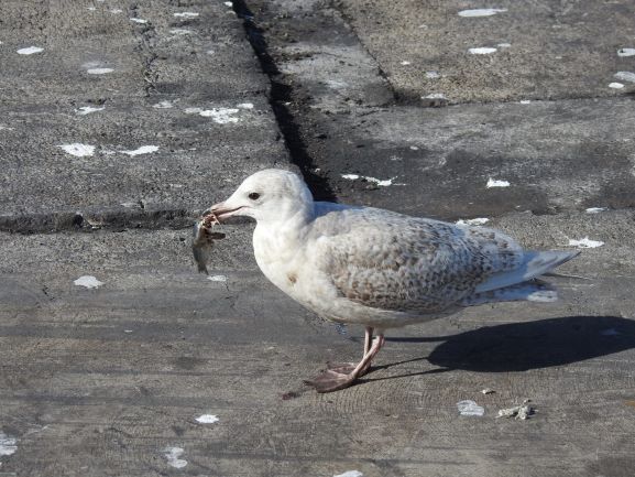 gaviotapolar2.jpg gaviotapolar2.jpg