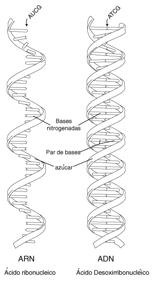 �cido ribonucleico (ARN)