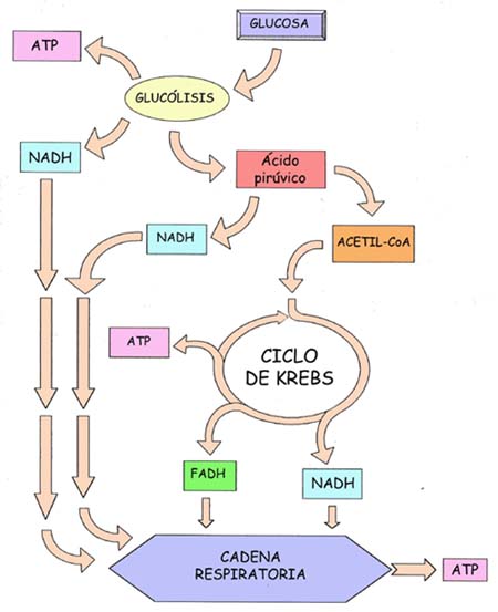 Respiraci n Celular Ciclo De Krebs