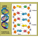Muestra Imagen La desoxirribosa forma parte de la estructura del ADN