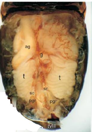 abdomen_open_2.jpg abdomen_open_2.jpg