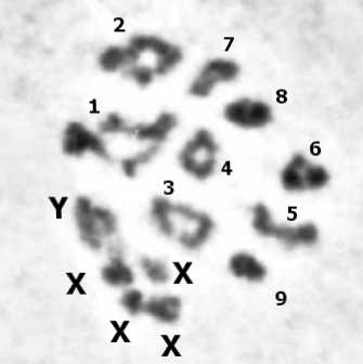 meiosis_marocc.jpg meiosis_marocc.jpg