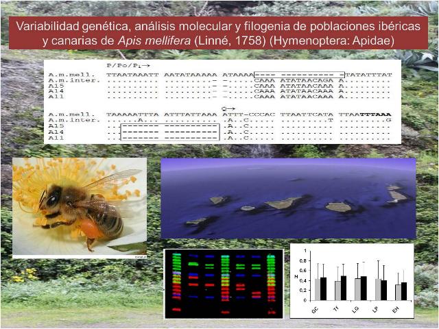 tesis_pilar.jpg tesis_pilar.jpg
