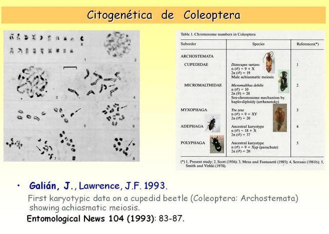 cupedidae_1.jpg cupedidae_1.jpg