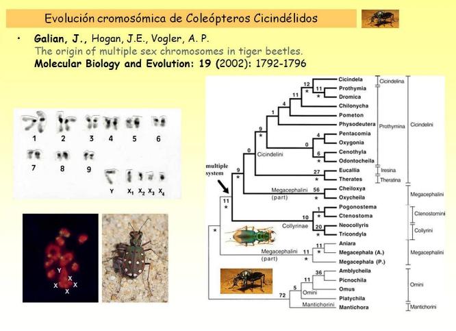 origen_unico_sex_crom.jpg origen_unico_sex_crom.jpg