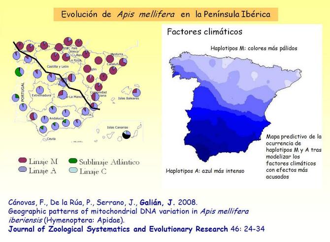 apis_haplot_mit_fact_clim_2.jpg apis_haplot_mit_fact_clim_2.jpg