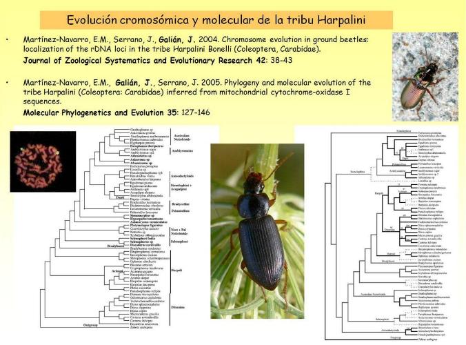 harpalini_crom_fil.jpg harpalini_crom_fil.jpg