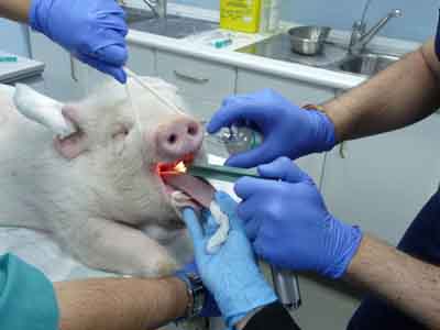 anestesia_suido.jpg anestesia_suido.jpg