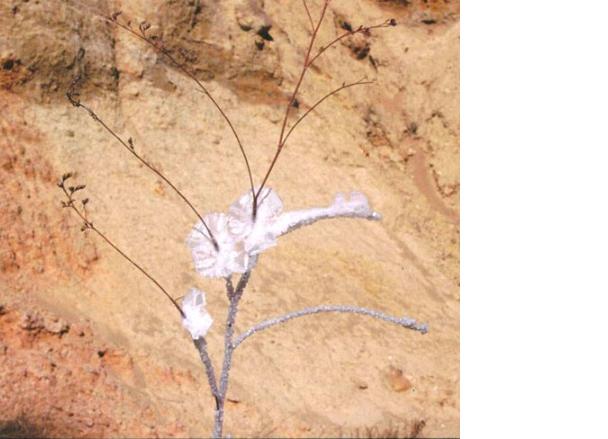 limoniun.jpg limoniun.jpg